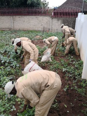 Garden Maintenance